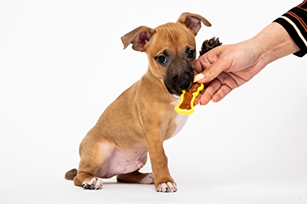 Hartz Dental Duo Bacon Flavored Dental Dog Chew Toy and Treat - Extra Small (Pack of 24) 6 16ade9a2 c261 44b5 91d3 a12c6ab562da.423782126543462a4443b115295fd840 - easyishop.co.uk