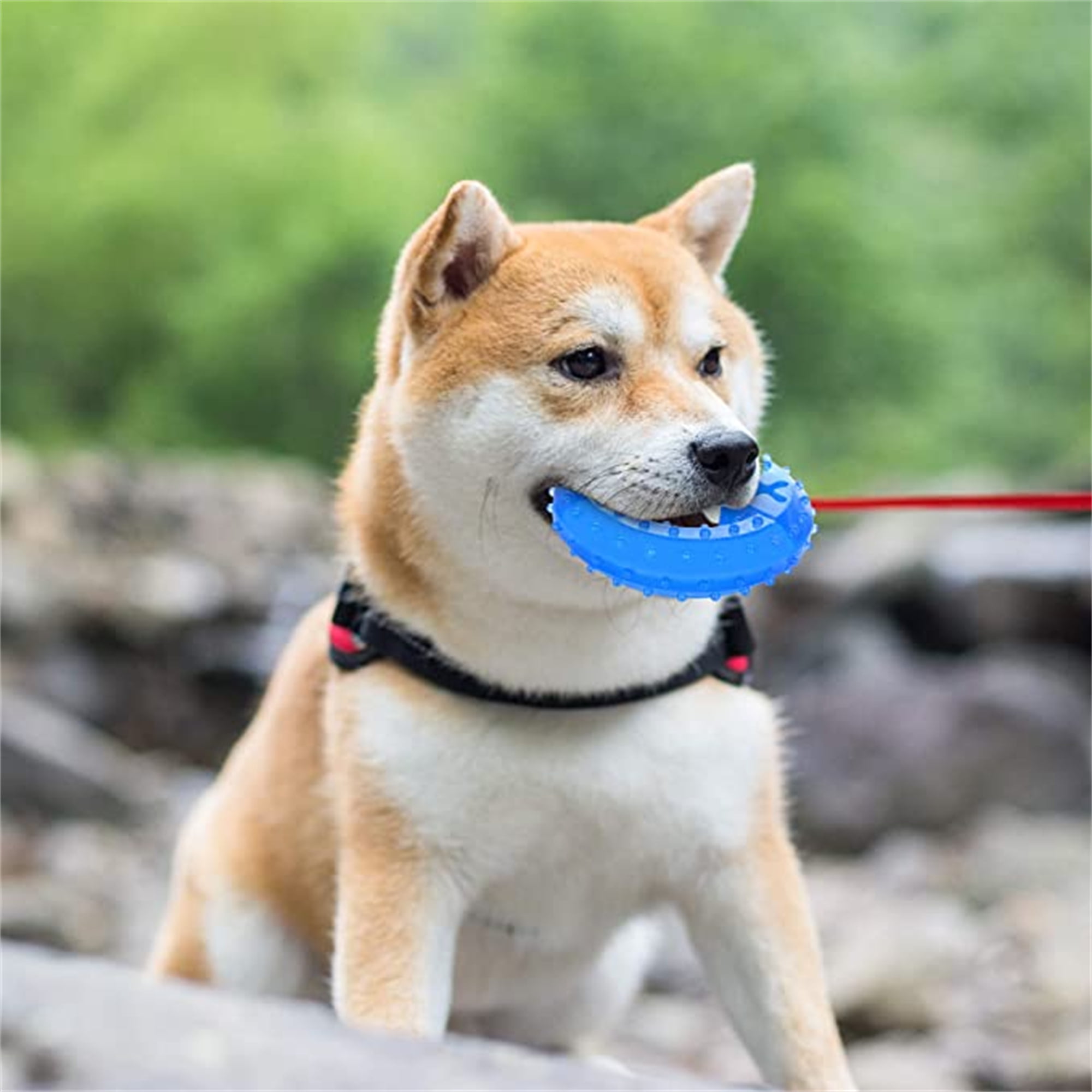 Soft Pet Dog Toy Rubber Dog Ball Toy Elasticity Interactive Toothclean Dog Chew Toy 7 2b90387b 94bc 4acc aa26 0d4e07102179.f75d0d77b912db577fe45d25b83fae91 - easyishop.co.uk