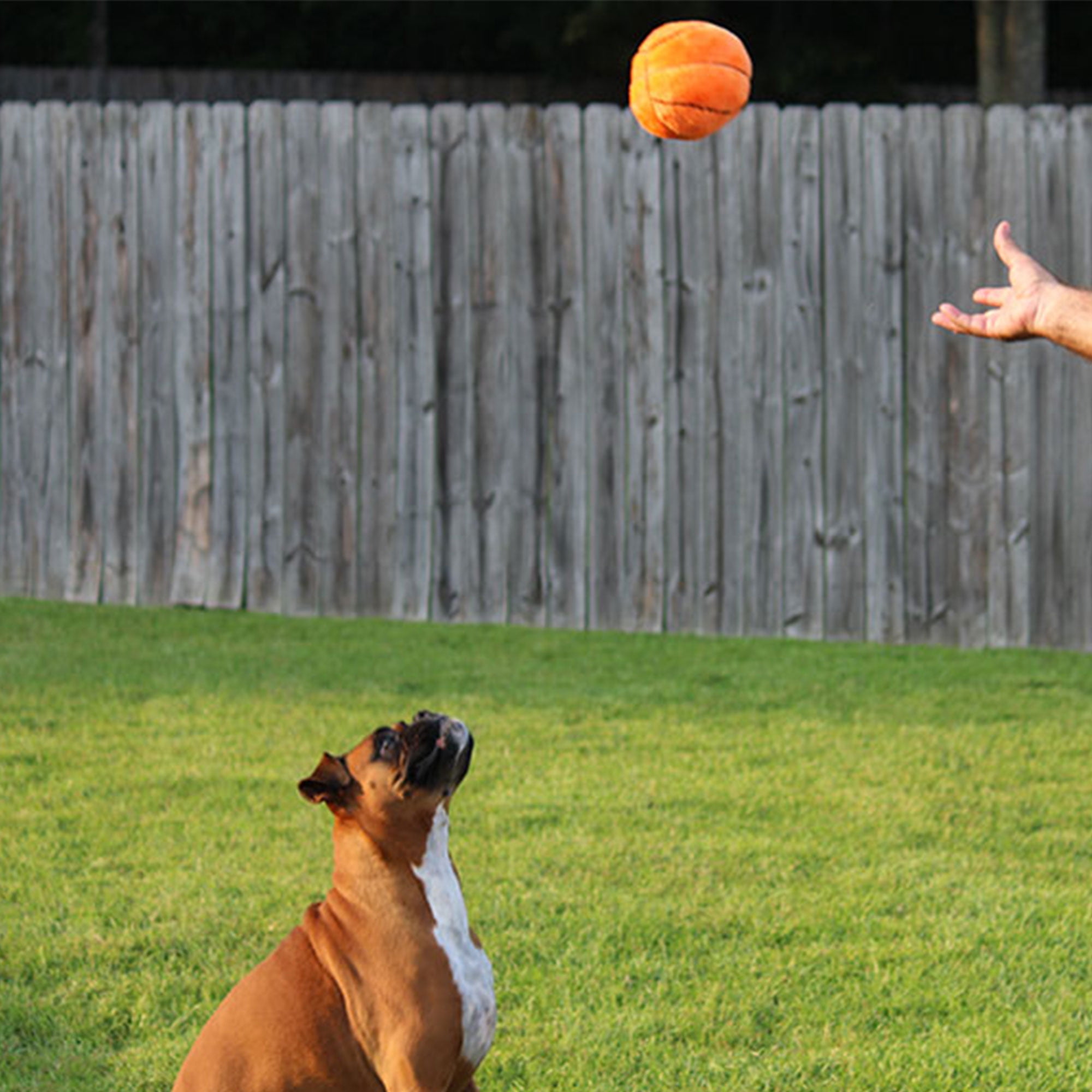 Jeffers Pet Plush Dog Toy with Squeaker, Sports Football 8" - Soft Crinkle Fabric, Safe & Durable, Healthy Fun for Small & Medium Dogs, Interactive Play, Fetch, Tug - Best Gift for Active Games 6 36ca5035 adf6 4575 bf60 1a6f0bdbae6b.d854a2bbcf84d368cbb7ffdee1e509aa - easyishop.co.uk
