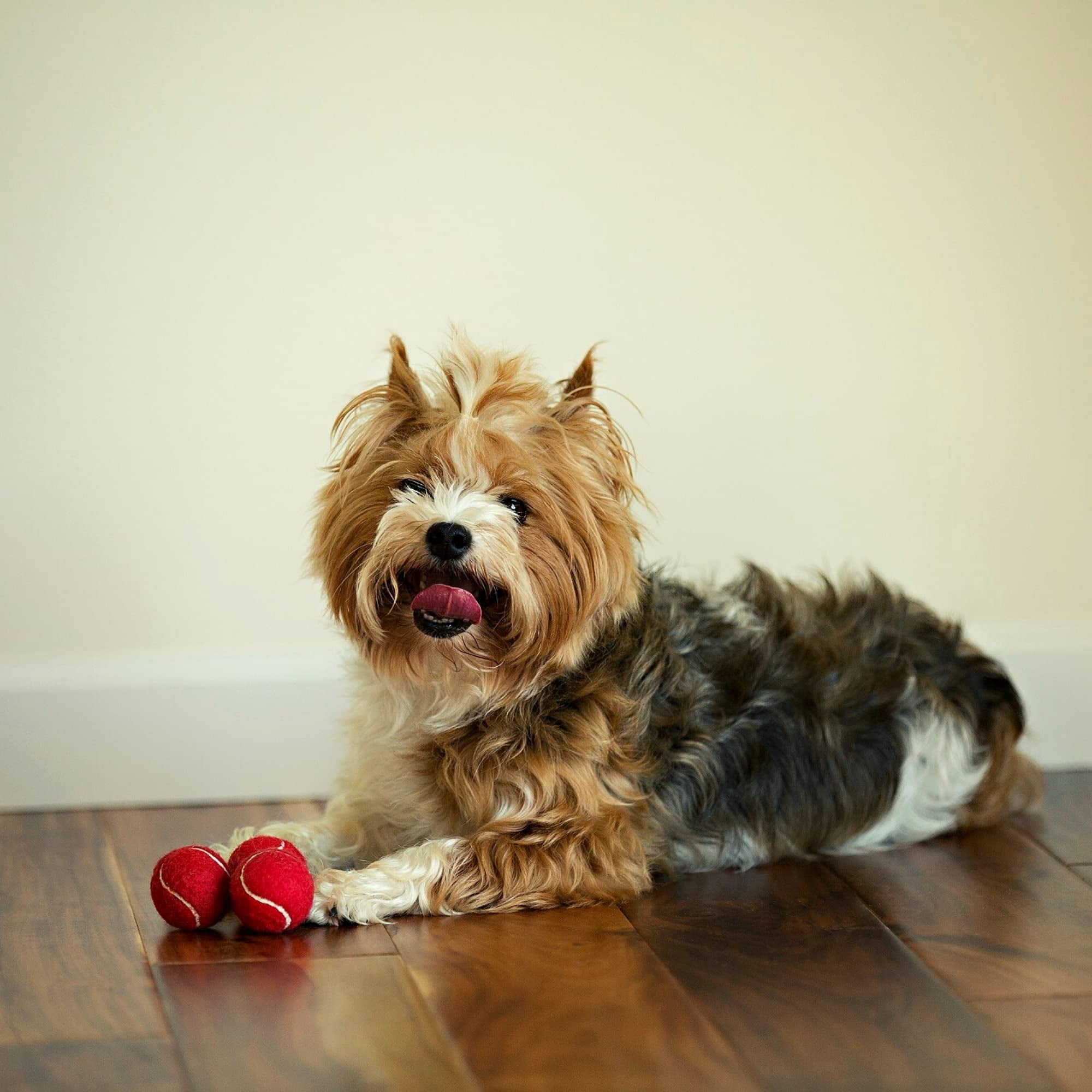 Midlee Mini Dog Tennis OIF8 Balls, Red, 1.5" 12-Pack- Fetch Ball Laucher Pet Small Tennis Balls 2 47f2def1 efa1 403c b328 46e4163e71f2.2f3ce5cb9b1ff9cab71983e11c6acefc - easyishop.co.uk