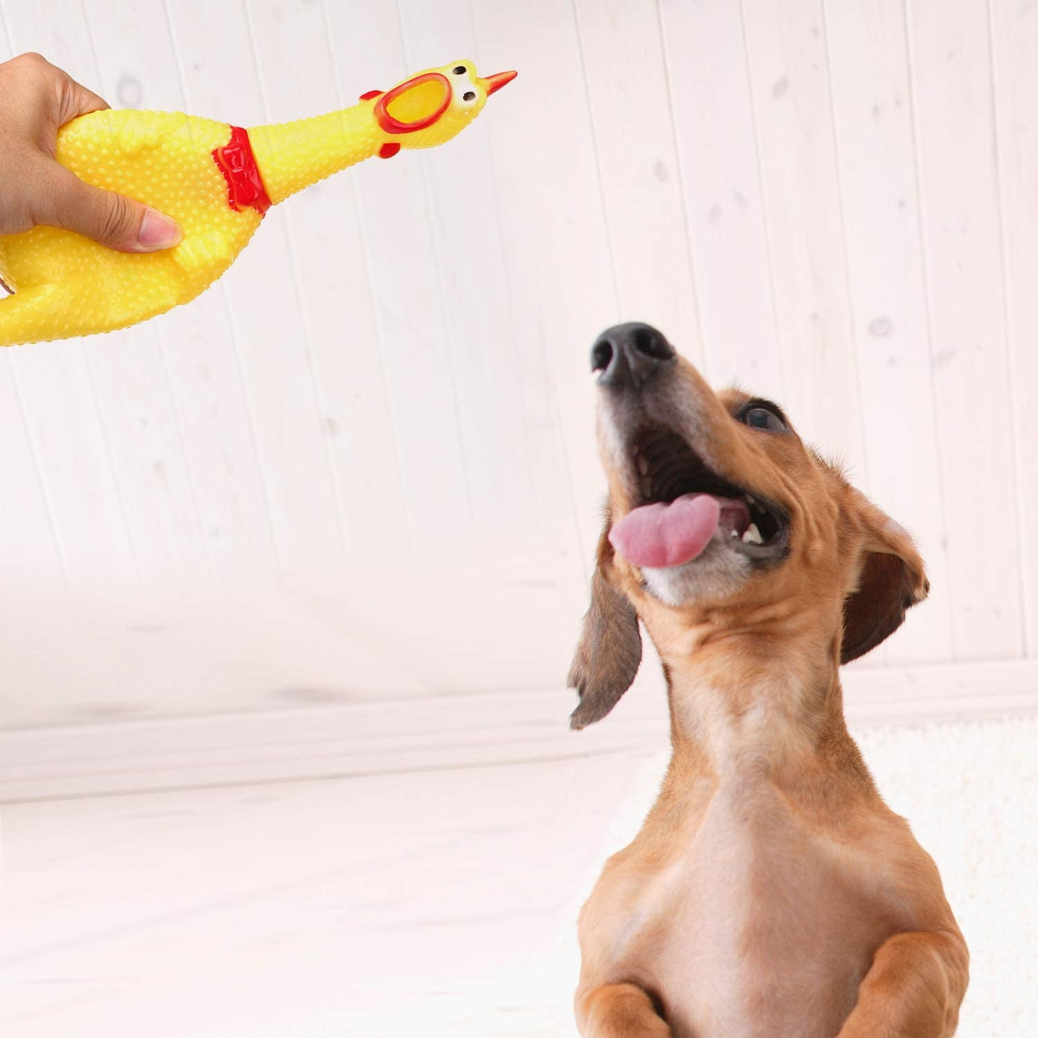 Screaming Chicken Dog Toy,32 cm/12.5 inch Yellow Rubber Squaking Chicken Toy Novelty and Durable Rubber Chicken for Dogs,Rubber Chicken Value 1 Pack 14 512cb318 1370 4992 9726 a5b0d9b0aca3.c11f0d2efa0b1f05cc85afc420bce0f6 - easyishop.co.uk