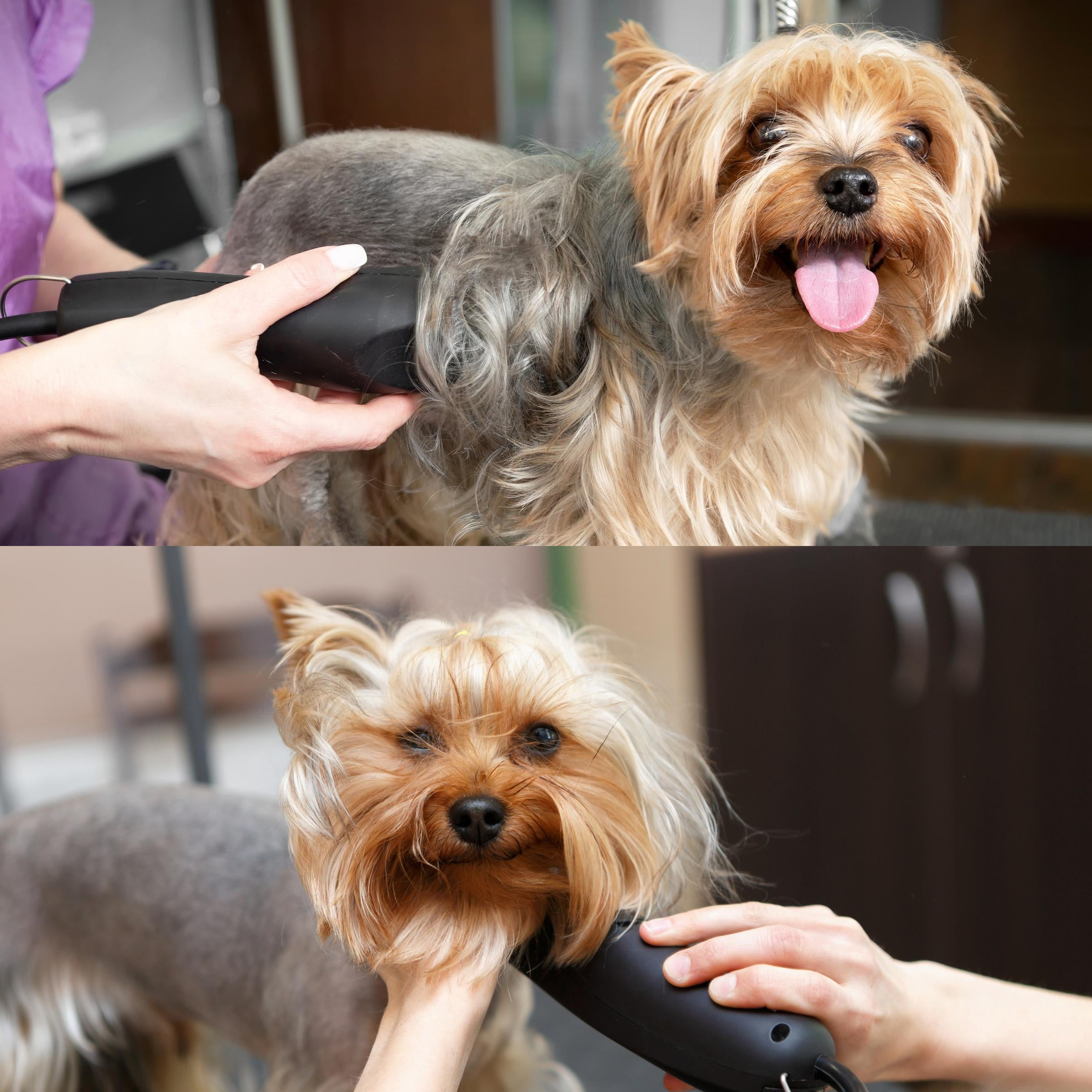 Bucchelli Detachable A Series Wide 5f Blade Dog Grooming Cuts length 1/4" - 6.4mm Japanese High Carbon Steel Wide 6.4 mm clipper blade 5f | Detachable Blade Clippers (Compatible A5 Series(B5FW) 5 747f2455 03c0 4abc 9627 3d8f0bf5f5c1.3b66a2e2752676c2722b8eef81b07e91 - easyishop.co.uk
