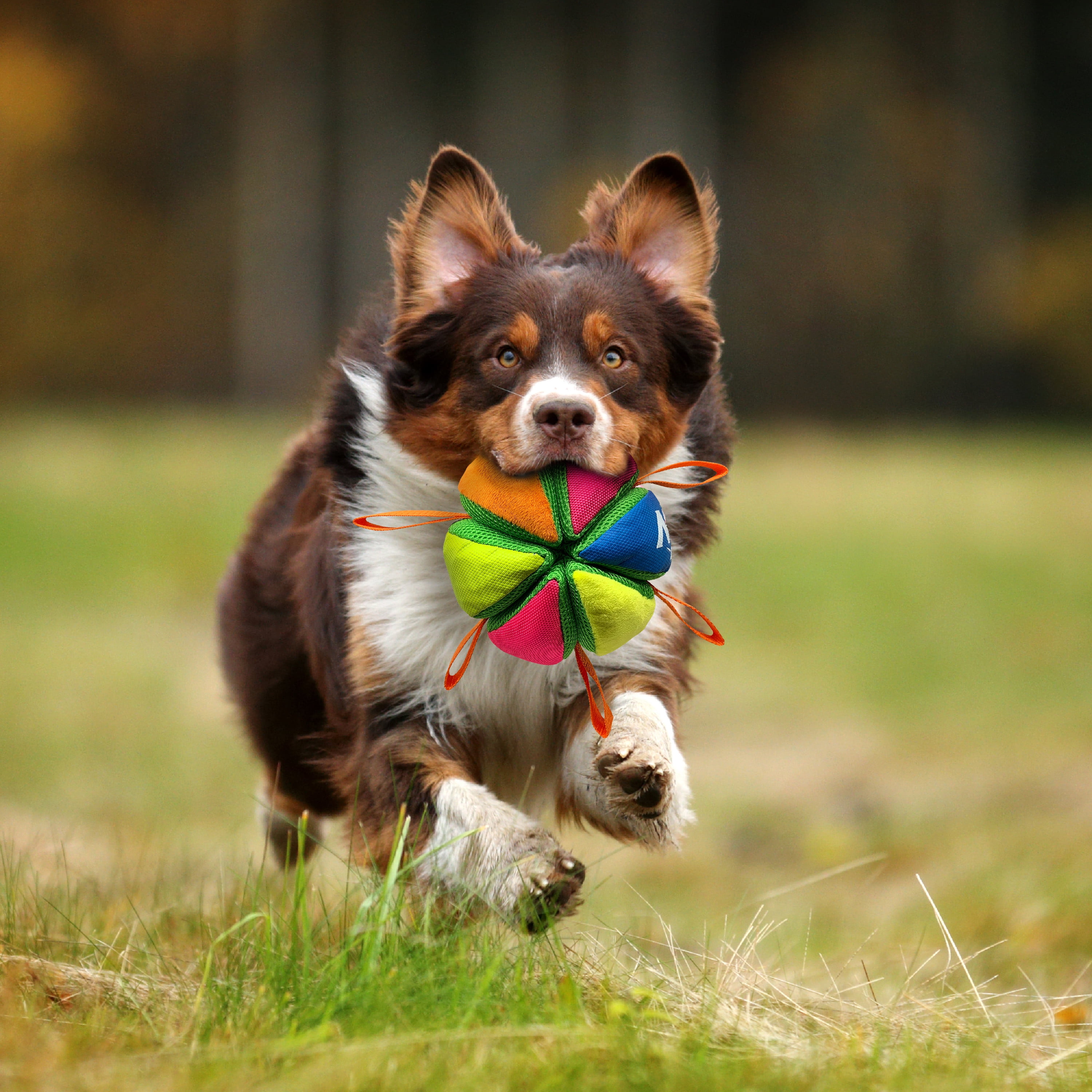 Nerf Dog Squeak & Crunch Wedgeball with Straps Fetch Dog Toy 3 772d87b2 d760 45aa b630 a6b567aa7be7.d2599f5b5203bb40ff0b2db6bb6c4897 - easyishop.co.uk