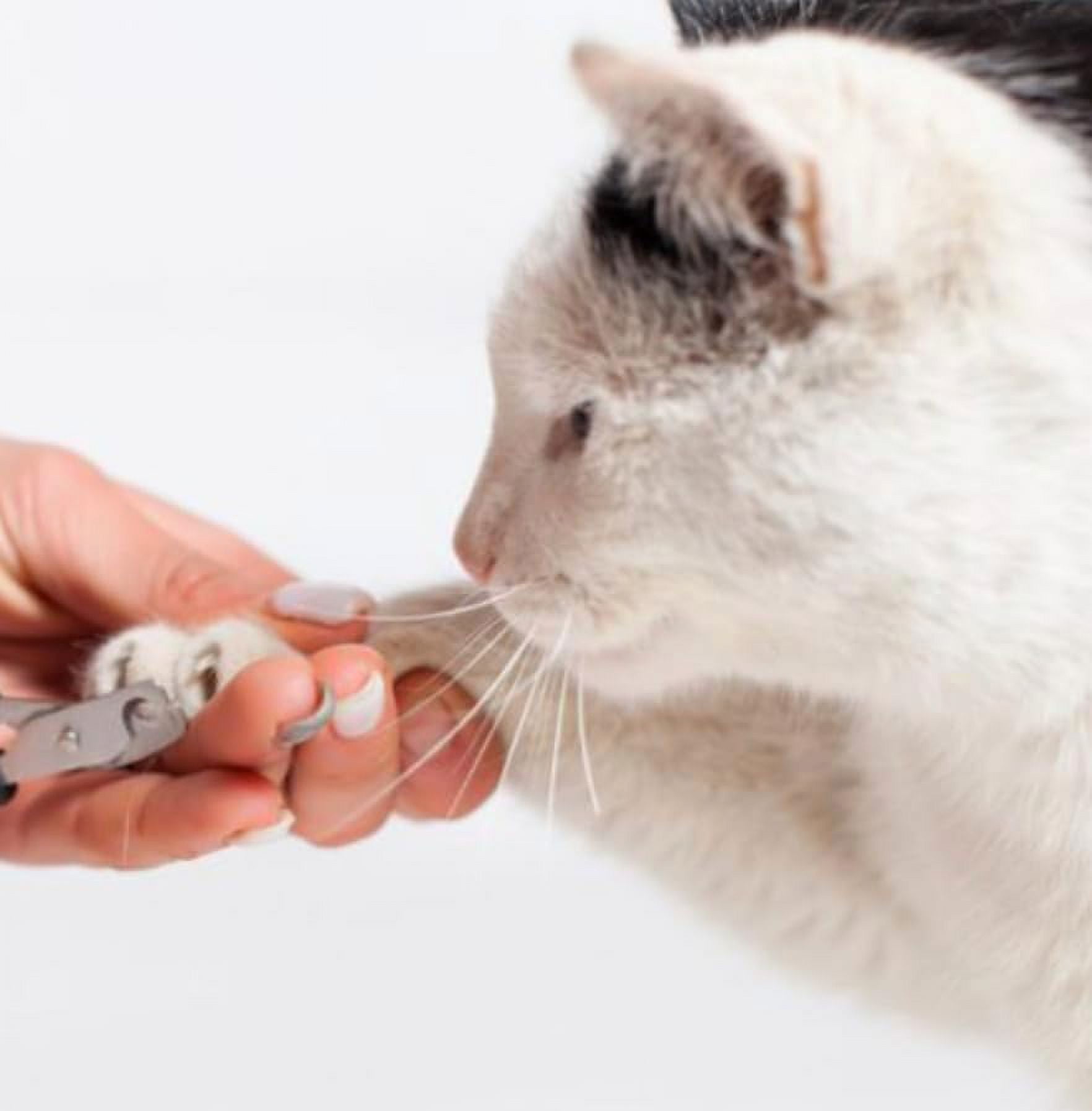 Cat Nail Clipper by Quality Life Store – Professional Stainless-Steel Claw Clipper Trimmer for Cats, Kittens, Birds, & Small Animals 2 773937e0 0e13 4a7f 8842 4976b995f380.1be8d2708f87c3b16863264cff9d0ffa - easyishop.co.uk