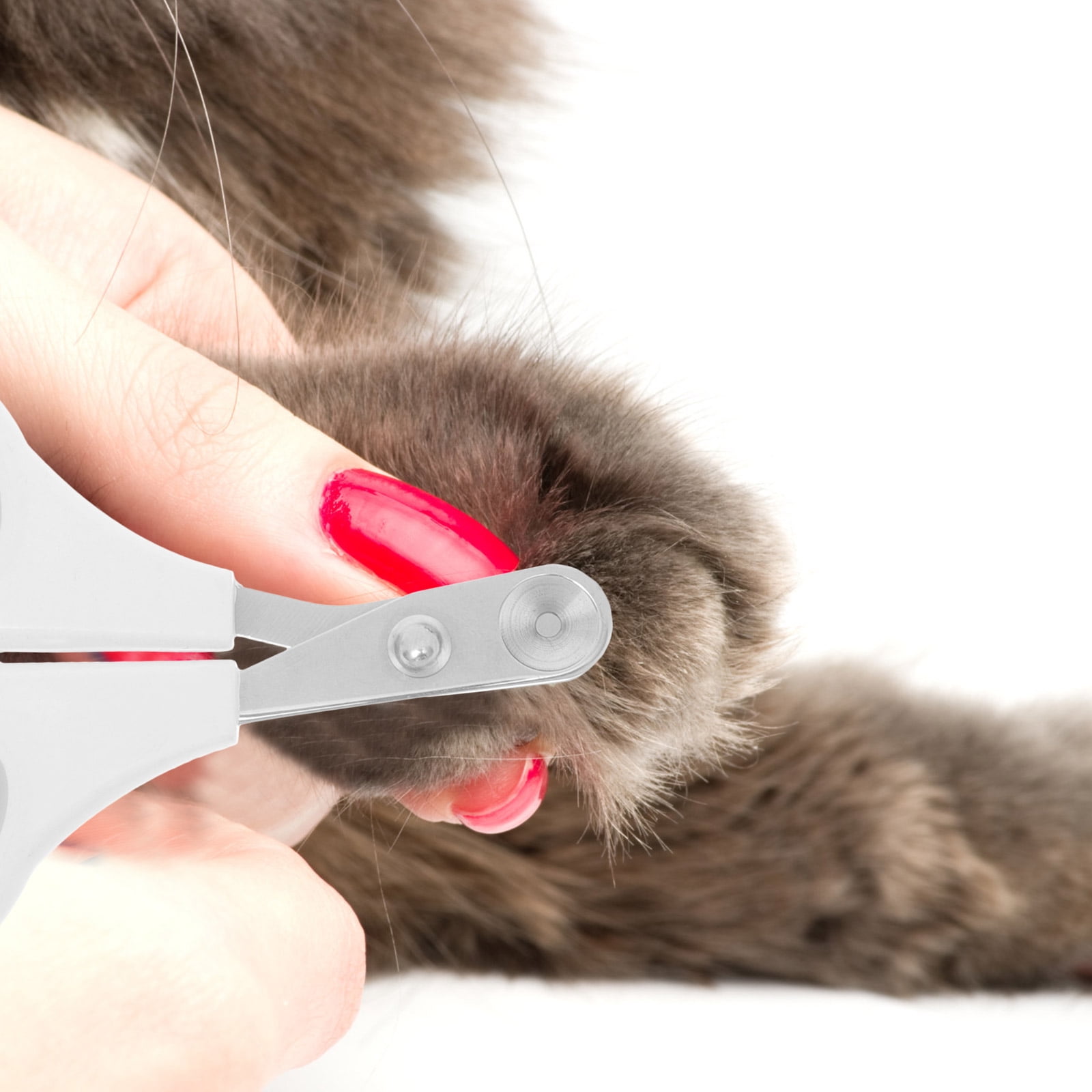 Pet Nail Clippers Dog for Large Dogs Trimmer Paw Household Grooming Tool Stainless Steel 3 77db2563 0eb7 41fd 8dff e9945c3f614e.64a92659d1429cf0ed3de0ed1162de22 - easyishop.co.uk
