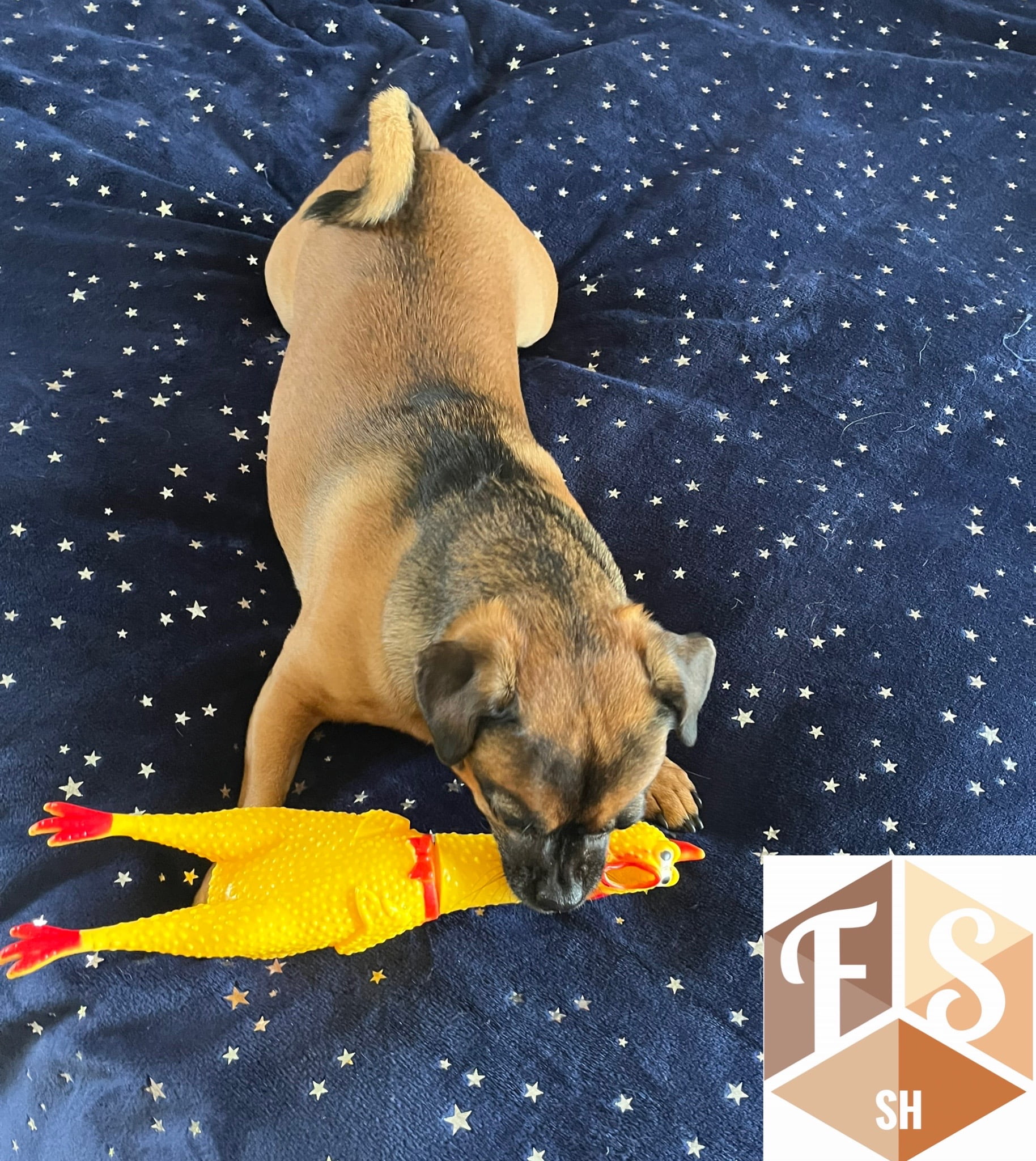 Screaming Chicken Dog Toy,32 cm/12.5 inch Yellow Rubber Squaking Chicken Toy Novelty and Durable Rubber Chicken for Dogs,Rubber Chicken Value 1 Pack 3 7c27d6e8 a337 4049 941c 910ae982cfb5.2bfd009dea4d49a71c9af0f8a1a55187 - easyishop.co.uk