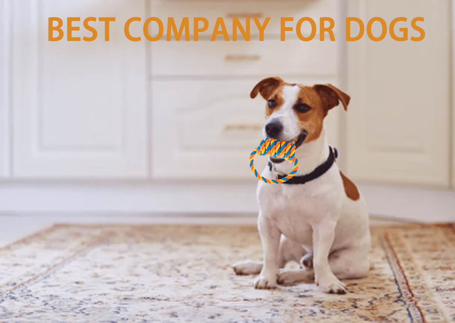 LECHONG Durable Puppy Chew Toys, Pet Chew Toys Dog Rope Toys Interactive Tug of War Toys for Small Medium Dogs 4 82418b87 4969 47ac b10e 1dfbffd92860.1de214a2651b2593829741c745f1bb2a - easyishop.co.uk