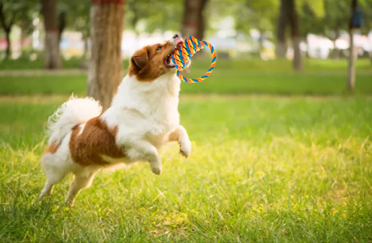 LECHONG Durable Puppy Chew Toys, Pet Chew Toys Dog Rope Toys Interactive Tug of War Toys for Small Medium Dogs 3 88f00c46 e8fa 4e60 a250 d598c8cfcddf.040398e0b3da476ec9cfde2d69d9eb80 - easyishop.co.uk
