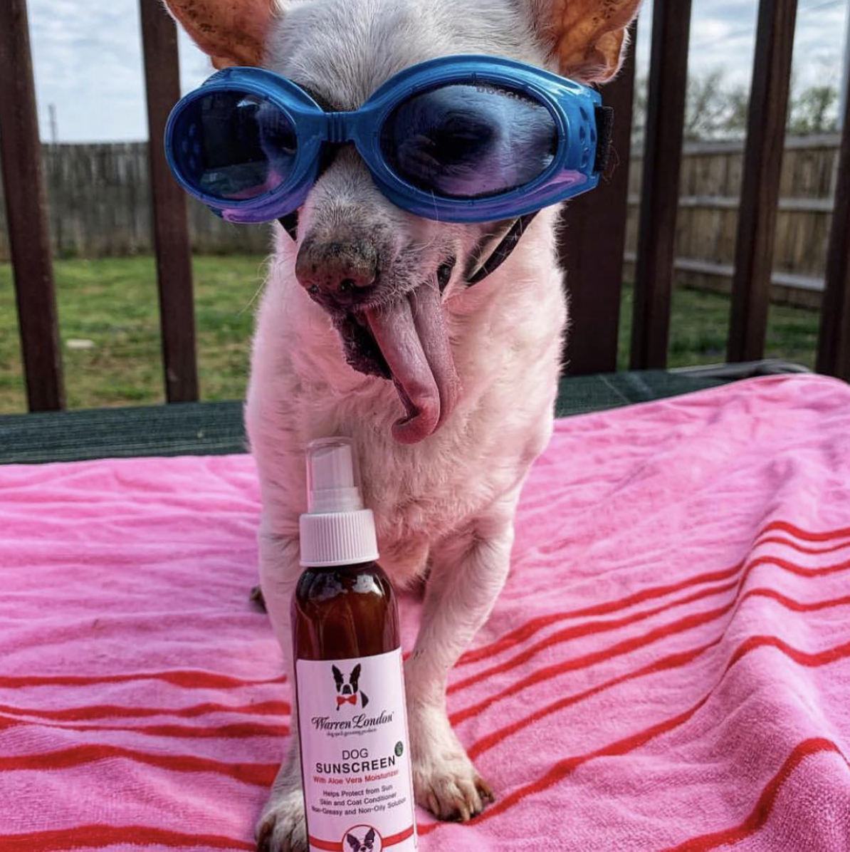 Warren London Dog Sunscreen | Aloe Vera Leave In Conditioner with Sun Protection for Dogs, Puppies, & Pets 7 9688376e 52a5 4aad 9e62 e6699d8c2990.5adaee9511d58bac17d6ba3eb8814f11 - easyishop.co.uk