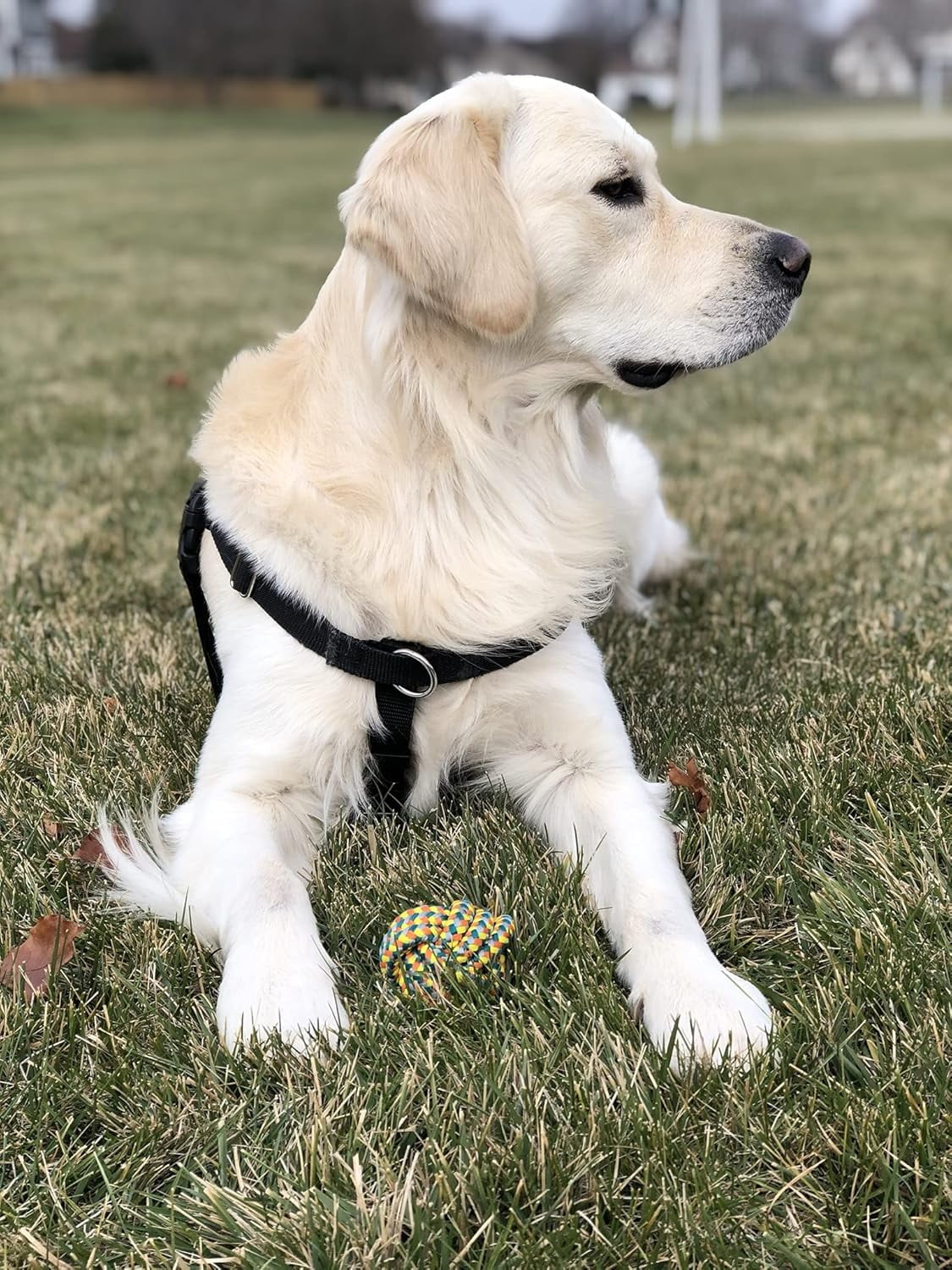 Roscoe's Pet Products Braided Rope Ball Toy for Dogs and Other Small Pets 10 9a509527 e81e 4135 b65a 3f36fc7b4538.14d82c490b15f0caaf2edd68e5414f1d - easyishop.co.uk