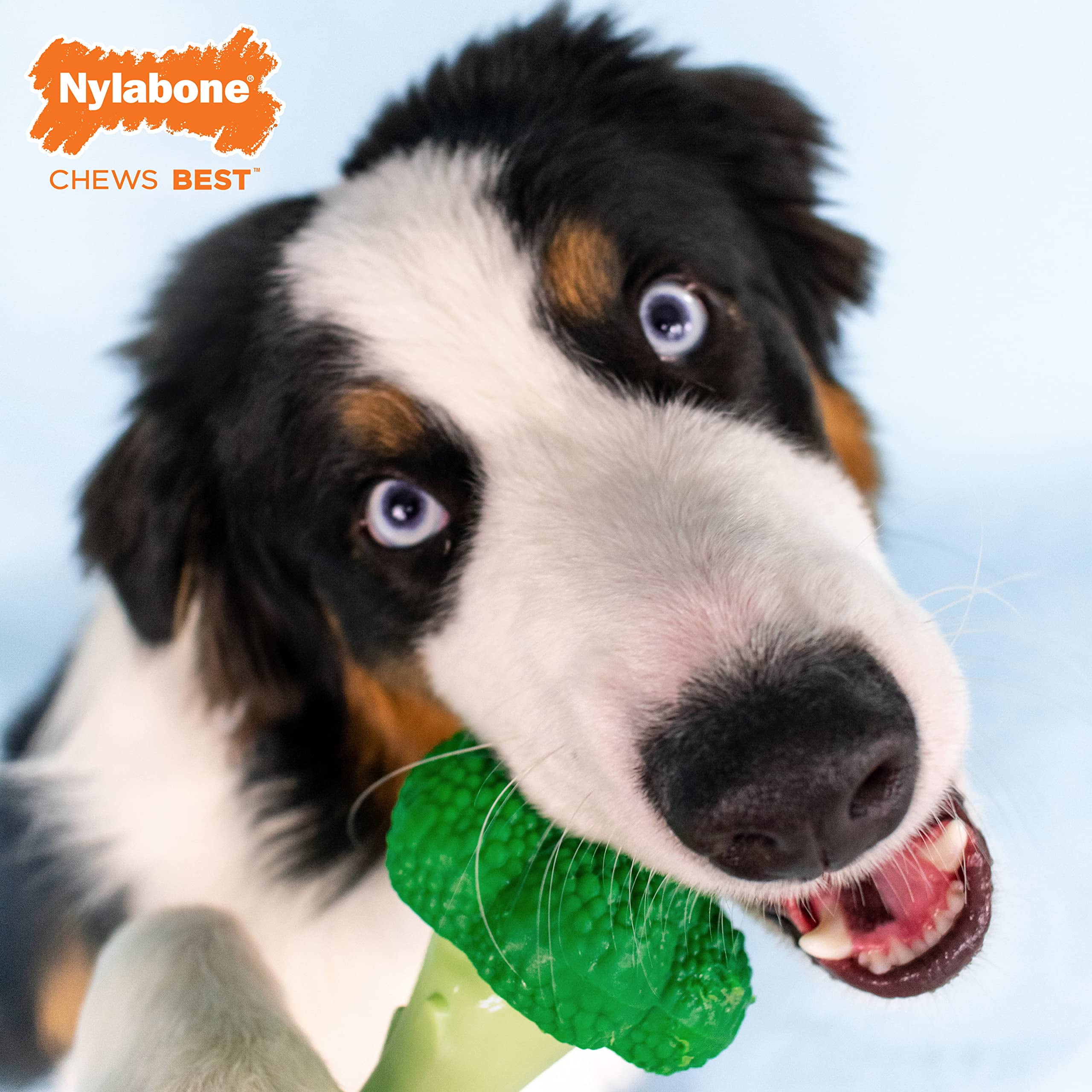 Nylabone Broccoli Power Chew YPF5 Toy for Dogs, Dog Toys for Aggressive Chewers, Bacon & Cheese Flavor, Large - Up to 50 lbs, 1 Count 2 9d06d27c bbcf 4948 a350 d106ebd1db64.3fe1f3ed6cf64bf77fa58ddbdff4f029 - easyishop.co.uk