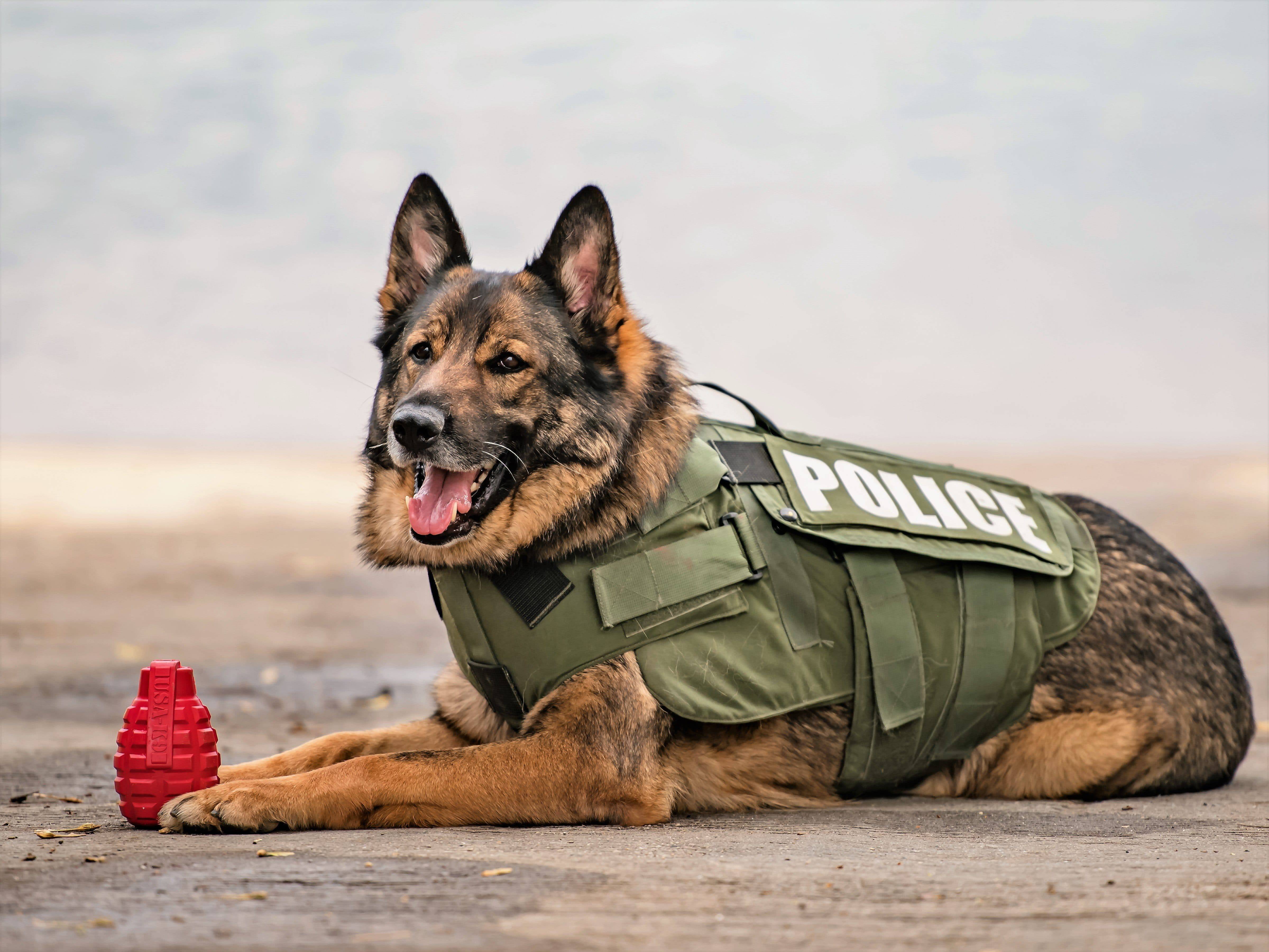 USA-K9 by SodaPup - Grenade Natural Rubber Chew Toy - Treat Dispenser - Slow Feeder - Extra Large - Pink 11 a5f5a000 31fc 4670 a373 920e454e207e.ff11932109f8e39b4c8136c656f3b0b2 - easyishop.co.uk