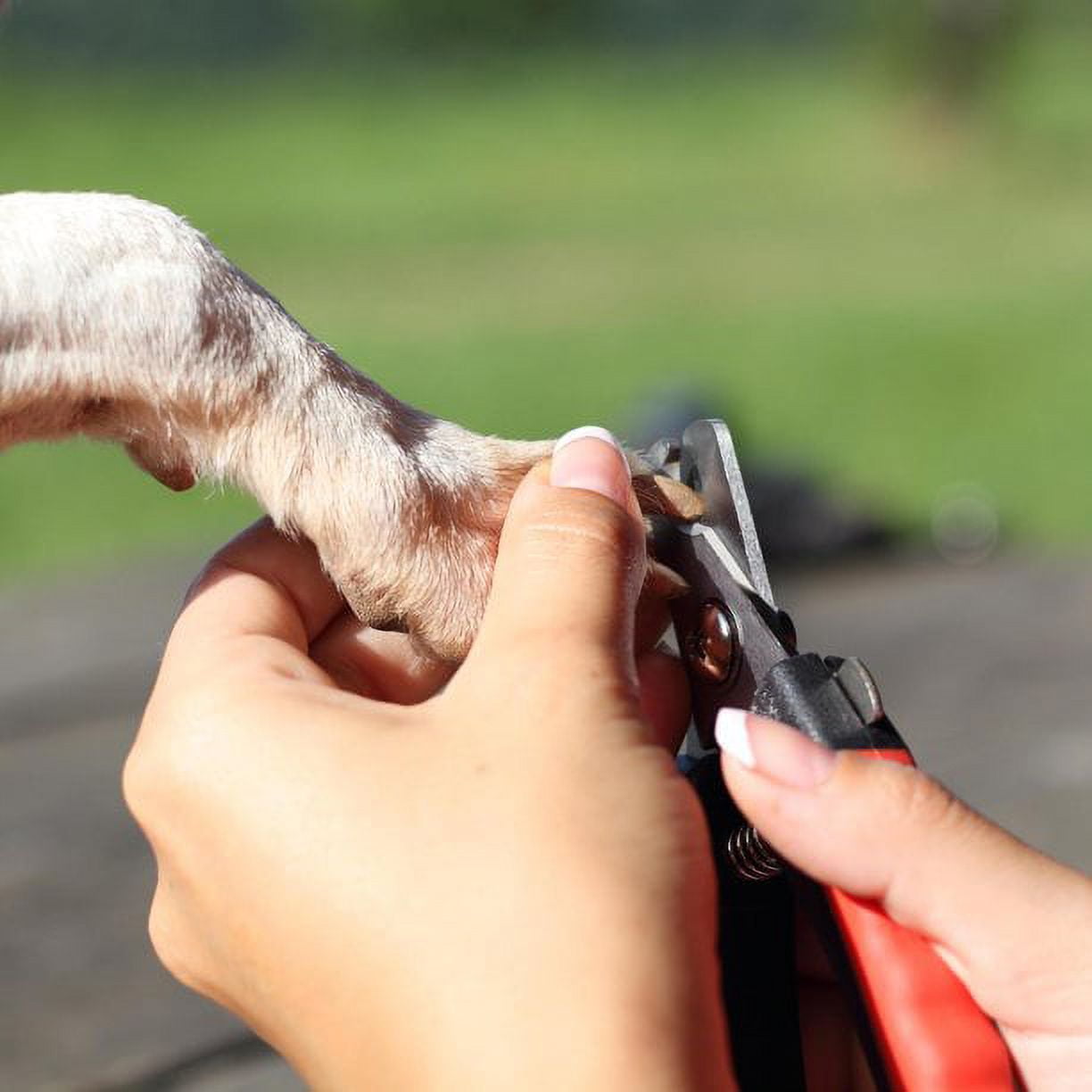 LANMOK Dog Nail Clippers and Heavy Duty Nail Clipper for Large Dogs,Professional Nail Trimmer for Dogs/Cats,Pet-Nail Trimmer with Safety Guard to Avoid Over-Cutting Nails (Red) 2 b5c1c44a cba6 4522 bf02 a8ff43a4fa05.34557a48dab4599589013f4b45f19c8e - easyishop.co.uk