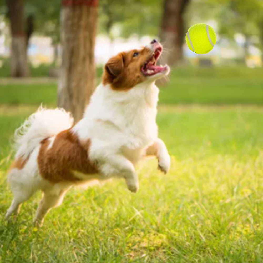 Ball Thrower for Dogs,Interactive dog fetch machine,Automatic Tennis Ball Launcher with 12 Tennis Balls,Dog Ball Thrower Machine with 10-30Ft 3 Launching Distance,for Small Dogs Indoor & Outdoor 15 b8f96b93 d432 4548 86a1 c3c07e114004.eda0250b429d8fd07ecc218da7d24306 - easyishop.co.uk