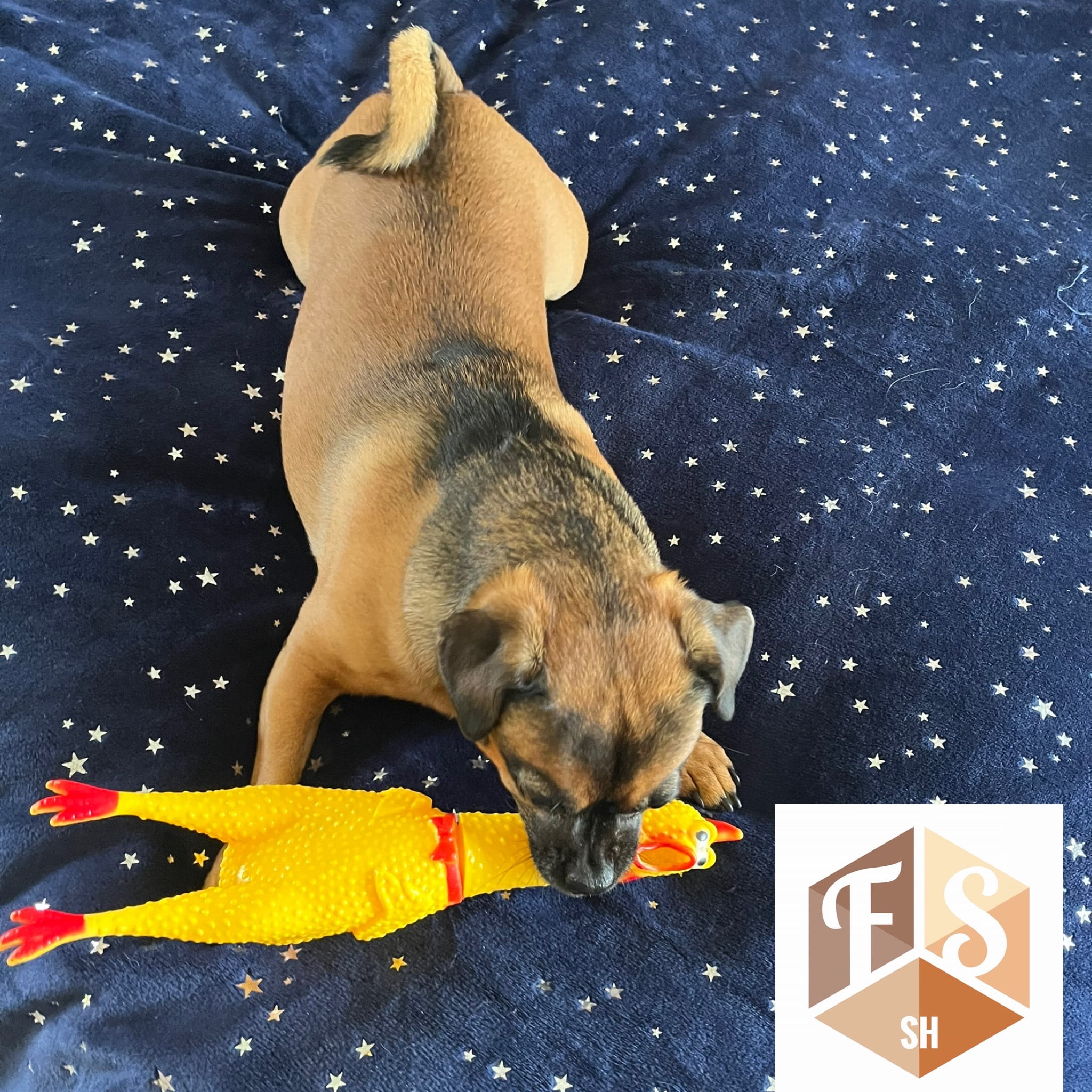 Screaming Chicken Dog Toy,32 cm/12.5 inch Yellow Rubber Squaking Chicken Toy Novelty and Durable Rubber Chicken for Dogs,Rubber Chicken Value 1 Pack 16 be641408 b94c 4c0b a9e0 6f893d665d05.19d81ec9c0cdc3a4d2479a691996c2c9 - easyishop.co.uk