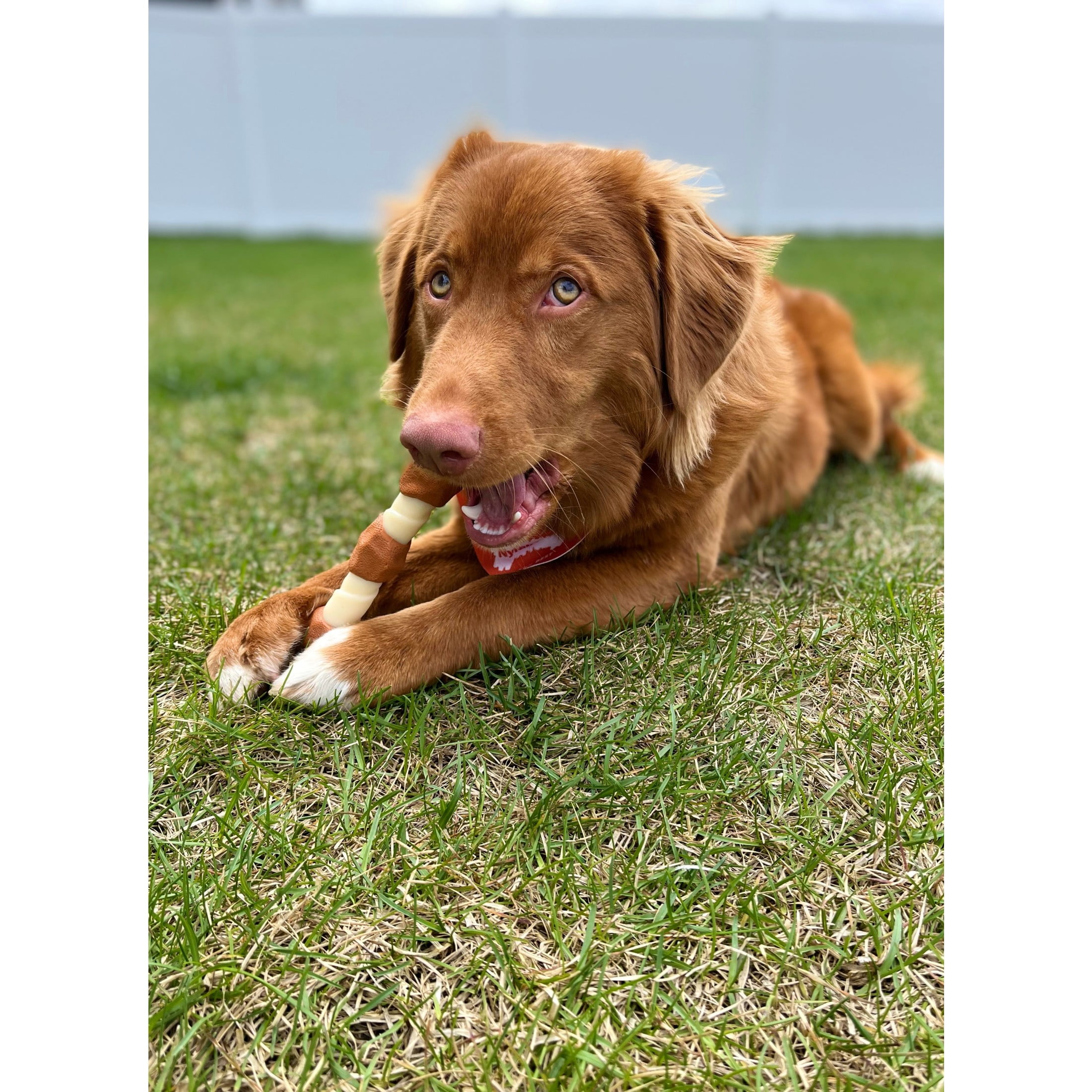 Nylabone Power Chew Shish Kabob Alternative Nylon Dog Chew Toy - Up to 50 lbs. 2 c3132bb2 5fcb 43b2 b597 177408d275ad.c87e52464daa417944aee22e3f301c75 - easyishop.co.uk