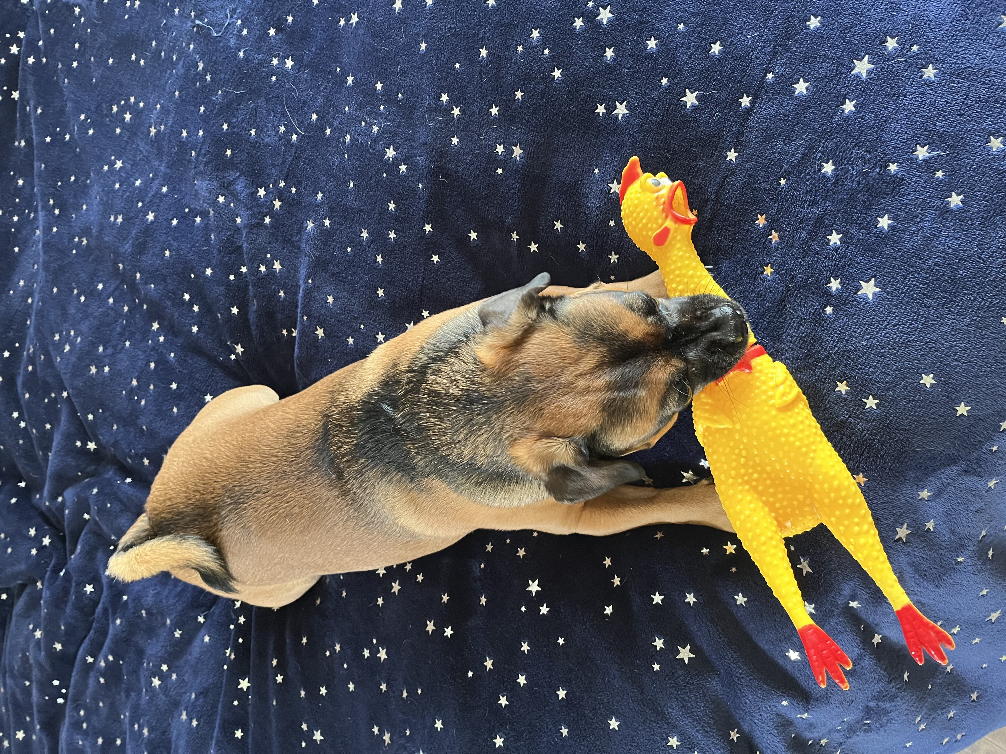 Screaming Chicken Dog Toy,32 cm/12.5 inch Yellow Rubber Squaking Chicken Toy Novelty and Durable Rubber Chicken for Dogs,Rubber Chicken Value 1 Pack 10 e1173eaa b47c 43da bf12 77b24a367f33.b61475abe53aafd6b6985fb29eb97d54 - easyishop.co.uk