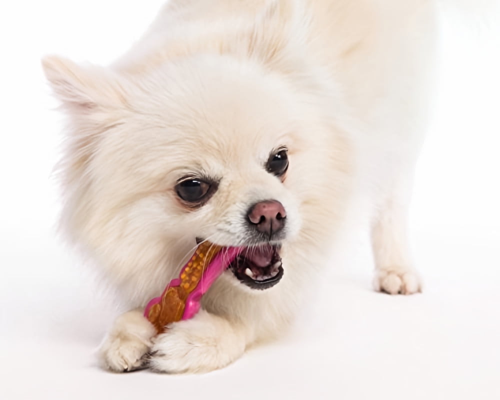 Hartz Dental Duo Bacon Flavored Dental Dog Chew Toy and Treat - Extra Small (Pack of 24) 9 eada42f6 d986 4d6a b857 5ce88ff32230.85105ae00bbb495ebcf40fb32acc5d06 - easyishop.co.uk