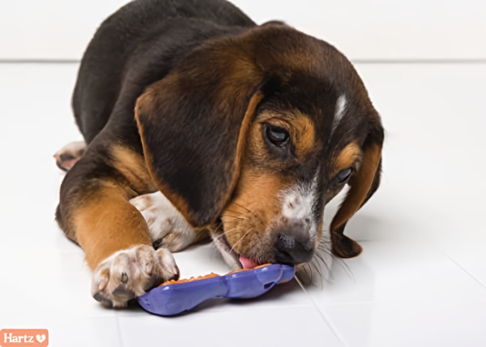 Hartz Dental Duo Bacon Flavored Dental Dog Chew Toy and Treat - Extra Small (Pack of 24) 4 eeaf3aa9 961f 4d4c 9c0a be2d93b82bef.e089860e9a15f555ba9aeef8b7f1b0e8 - easyishop.co.uk
