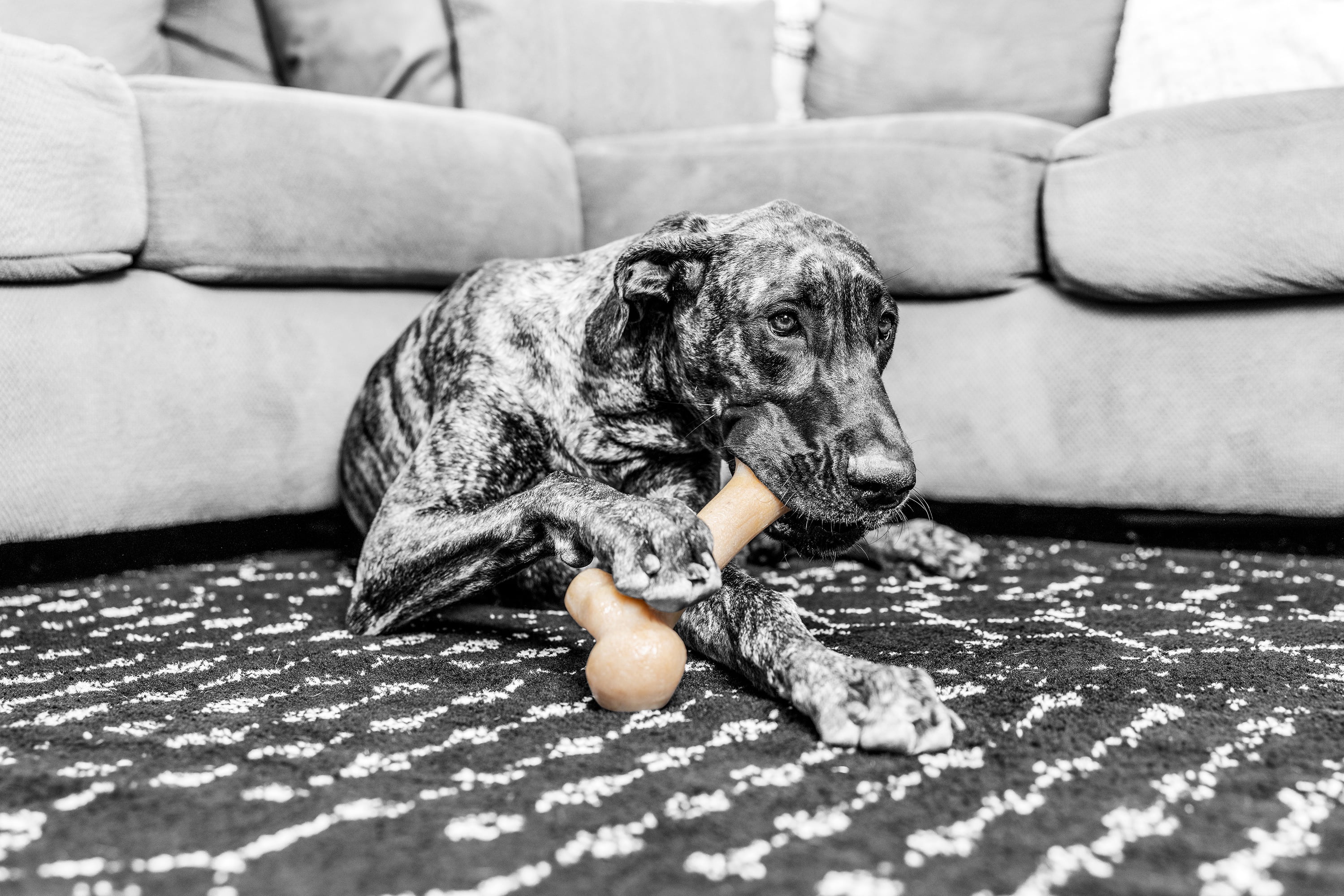 Pet Qwerks BarkBone Natural Instincts Bacon Infused Dinosaur Nylon Bone Dog Chew Toys for Aggressive Chewers - Real Bacon, Large 12 Pet Qwerks BarkBone Dinosaur Nylon Dog Bone Chew Toy Bacon Flavor XXX Large d6d291ed a8d9 4039 b731 dc147bf69ce5.0b9582718b1aa11f4f06734d034ba1c4 - easyishop.co.uk